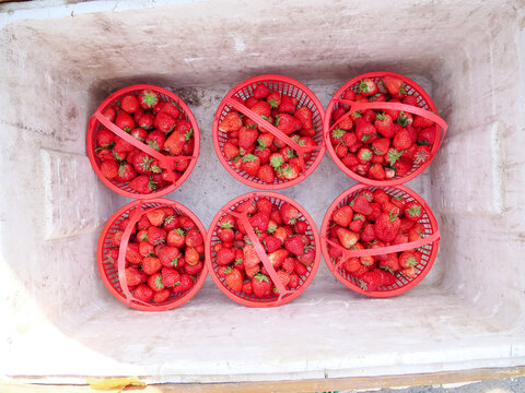 现摘新鲜草莓