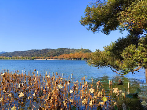 秋天的西湖景色