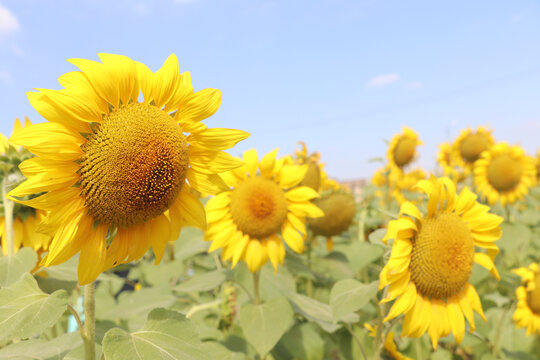 向日葵花田