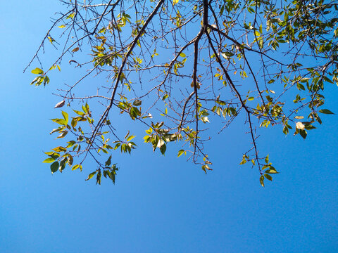 秋天樱花树枝