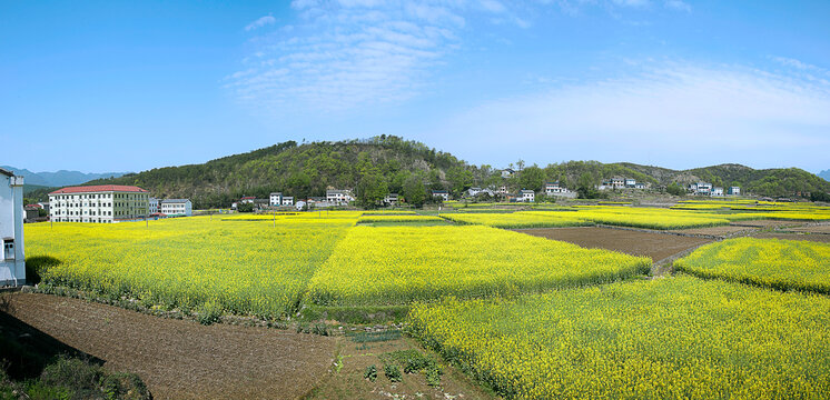 油菜花