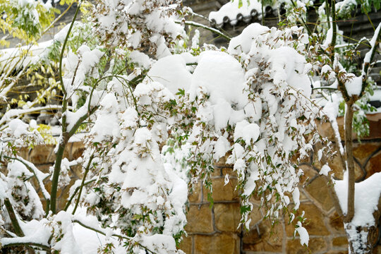 雪压枝头