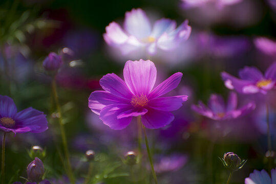 唯美格桑花