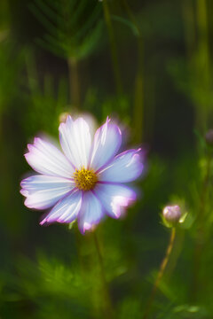 唯美花卉