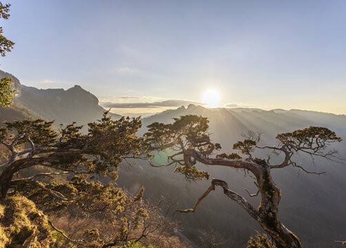 神农架天燕景区松柏迎客松风光