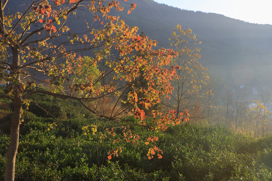 秋天的乌桕树