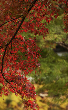 秋叶红枫