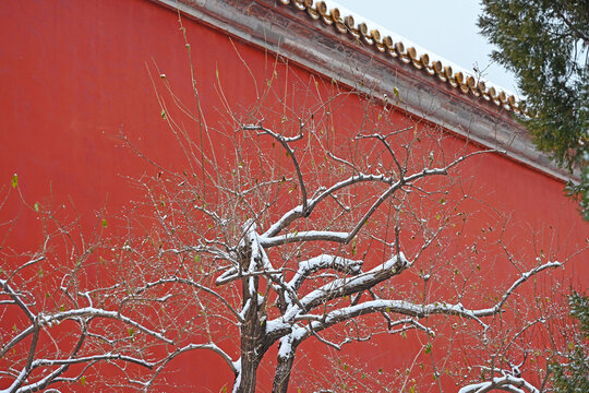 北京第一场雪