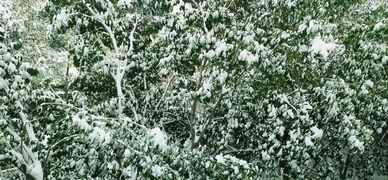 大雪压枝头