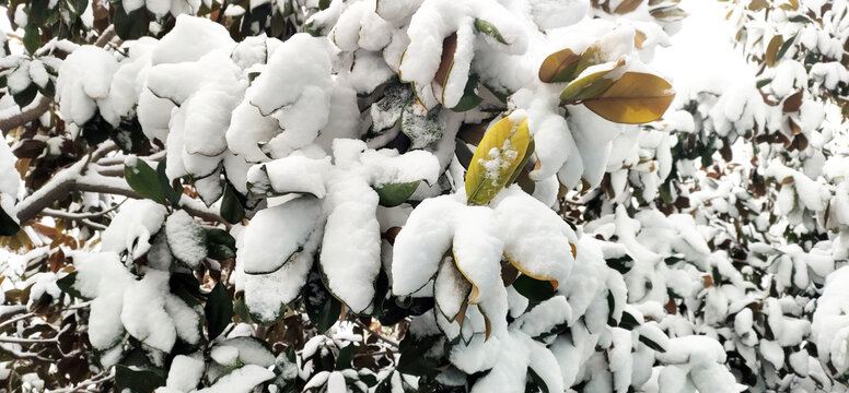 雪压枝头