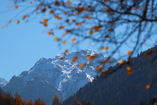 雪山祁连山秋叶