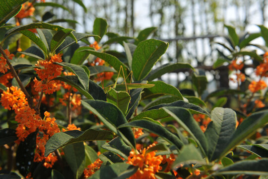 桂花树