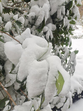 大雪