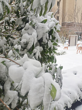 雪地