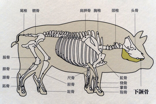 猪骨骼结构