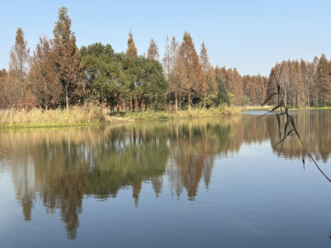 湿地生态林