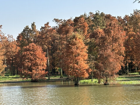 红杉林湿地公园