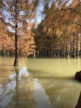 红杉林湿地公园