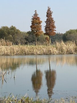 上海青西郊野公园