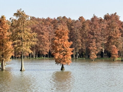 上海青西郊野公园