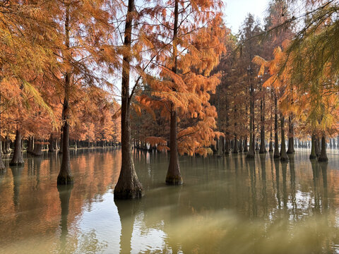 水上池杉林