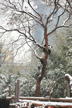 北京动物园熊猫馆大熊猫爬树玩雪