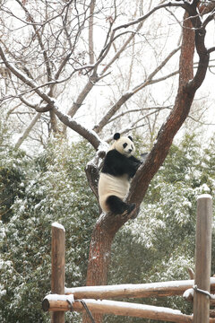 北京动物园熊猫馆大熊猫爬树玩雪