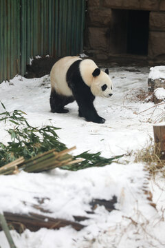 北京动物园熊猫馆大熊猫爬树玩雪