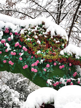 雪压枝头