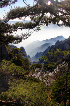 黄山松黄山远眺