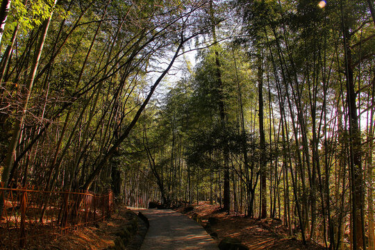 黄山云谷寺竹林