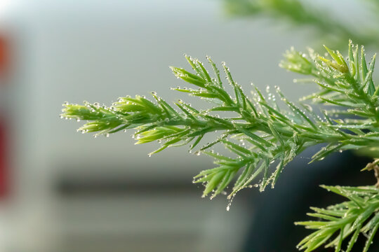 花卉露水