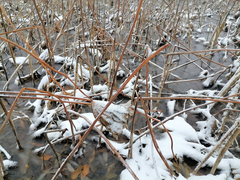 枯荷初雪