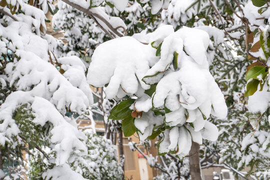 雪压枝头