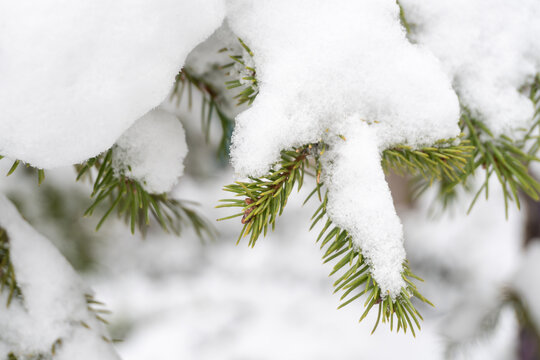 雪松