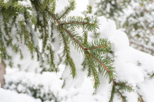 雪景树挂