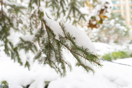 雪压枝头