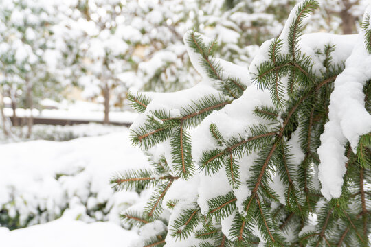 大雪压青松