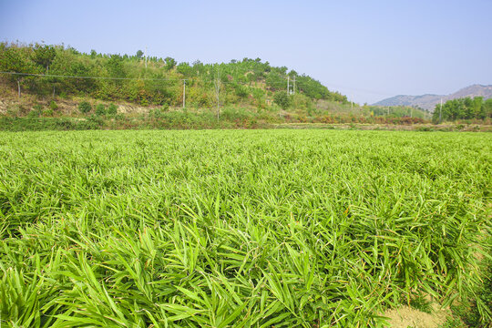 小黄姜产地