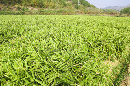 小黄姜产地