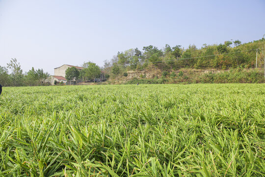 小黄姜产地