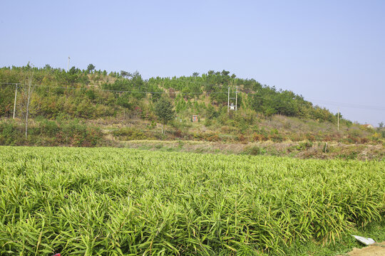 小黄姜产地