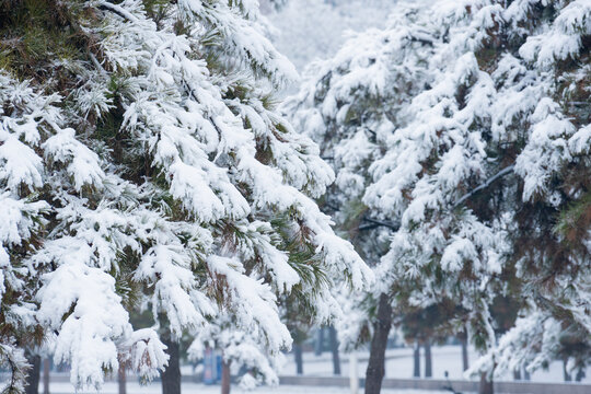 冬季雪景