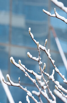 冬季雪景