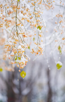 冬季雪景