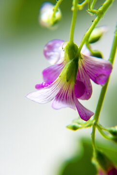 醉美槠头红花