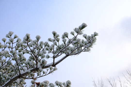 玉树琼枝大雪压青松