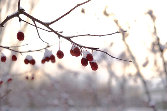 雪后海棠