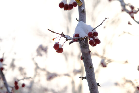 雪后海棠