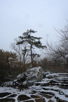 北京奥森雪景雪松